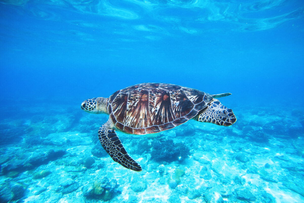 Hawksbill Fun Facts