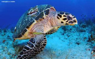 Current Actions to Protect the Hawksbill