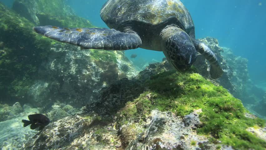 Hawksbill Eating Algea