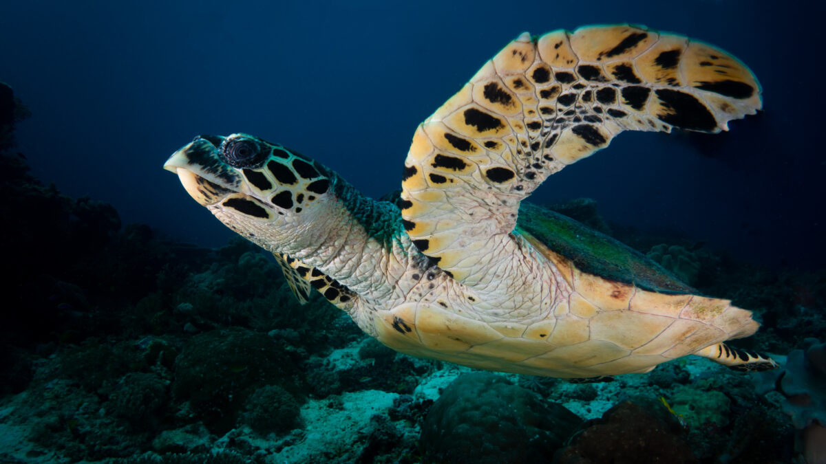 Hawksbill Turtle Threats