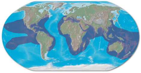 Hawksbill Turtle Habitat Map